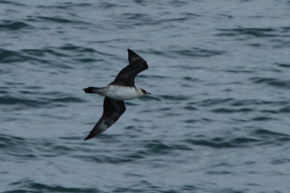 Parasitic Jaeger - ML129134701