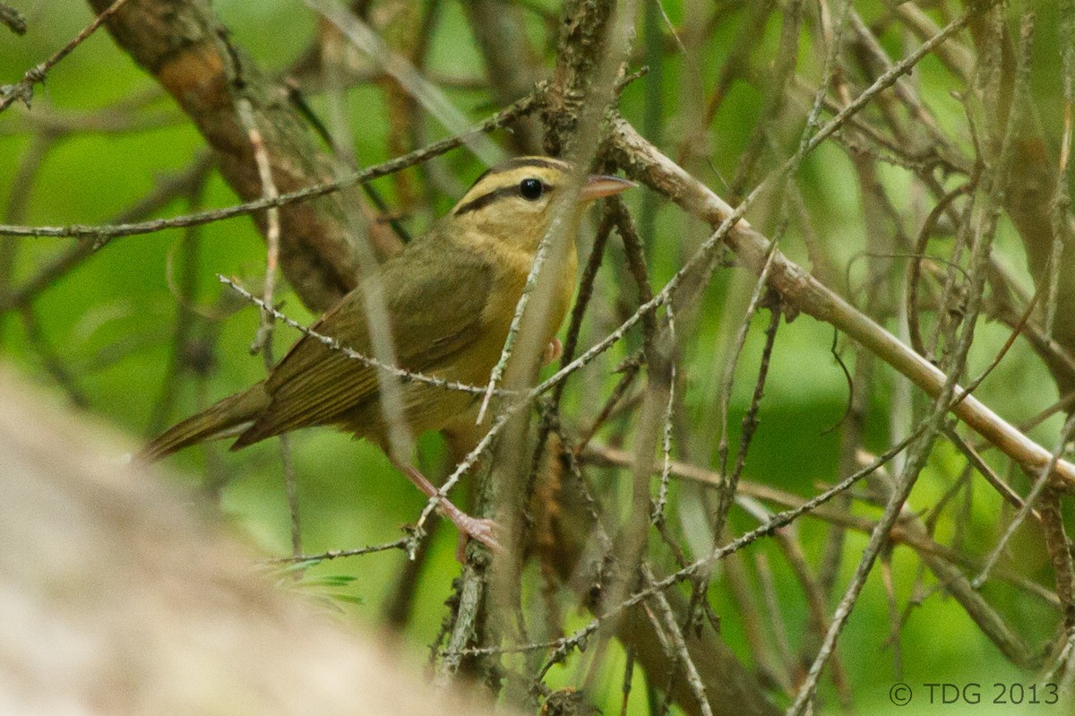 Paruline vermivore - ML129136481