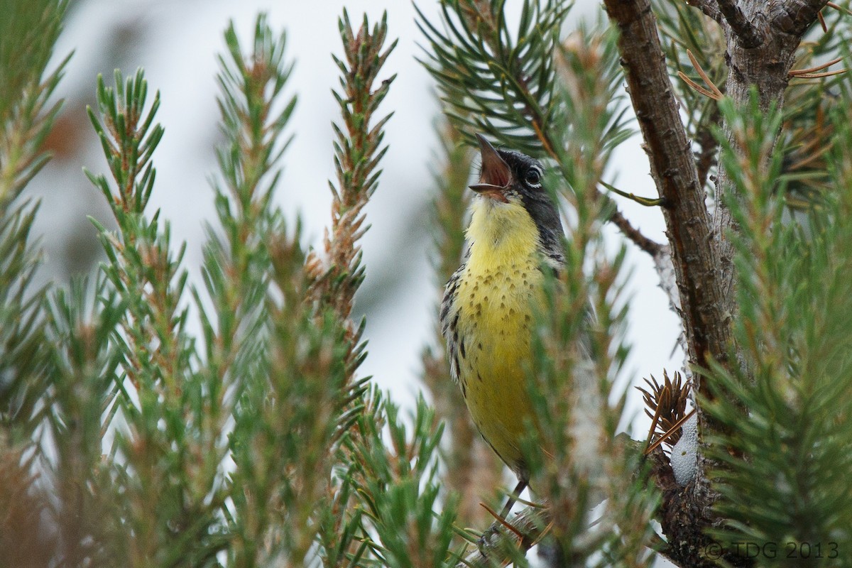 Kirtland's Warbler - ML129136561