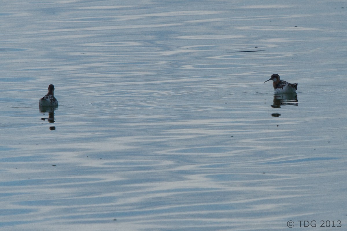 Red-necked Phalarope - Thomas Gass