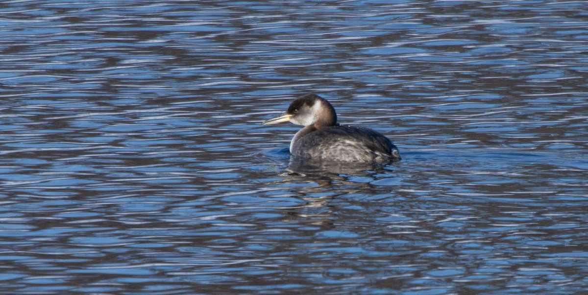 Red-necked Grebe - ML129138811