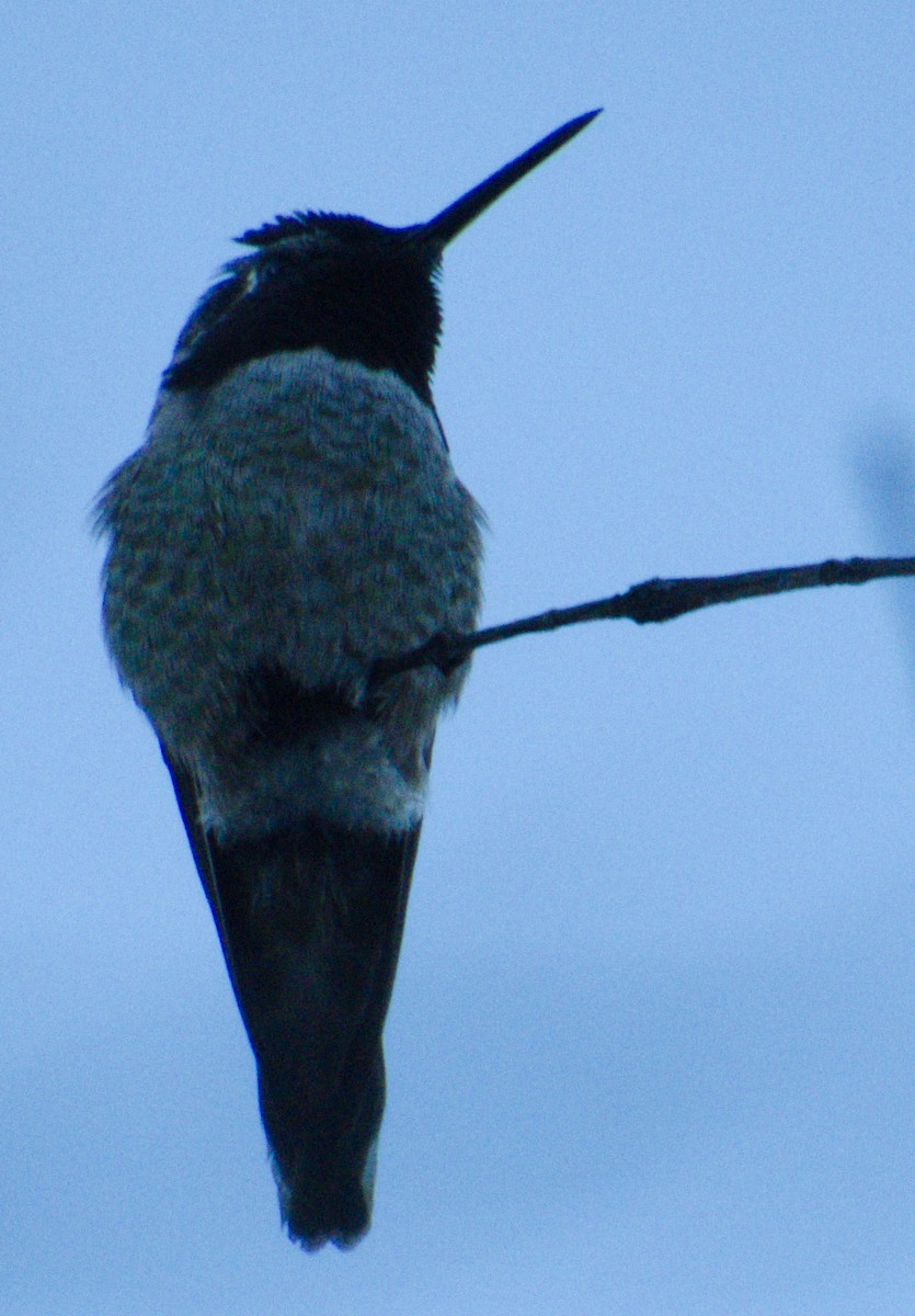 Anna's Hummingbird - ML129139331