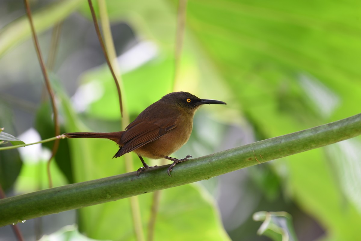 Brown Trembler - Hannes Leonard