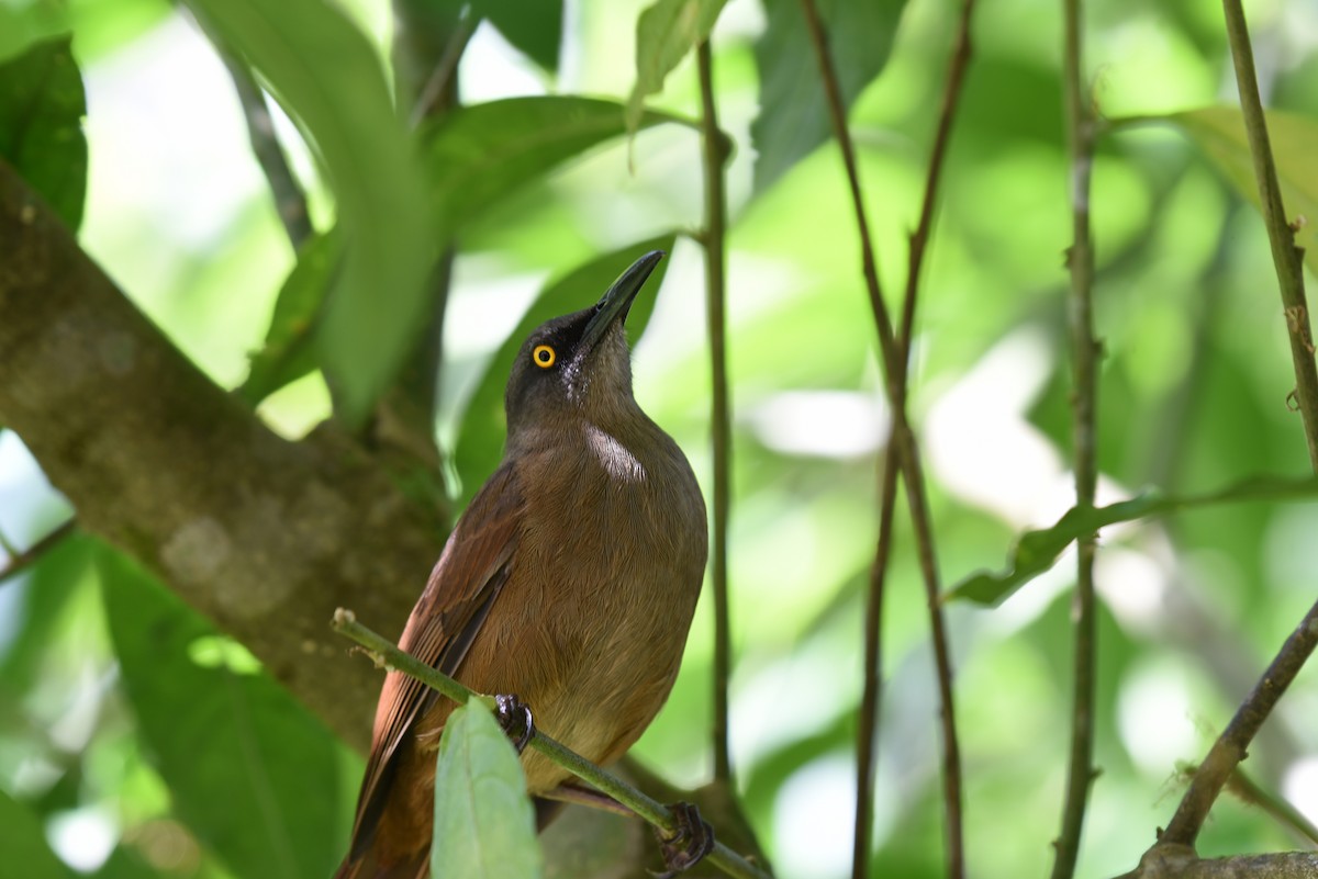 Brown Trembler - Hannes Leonard