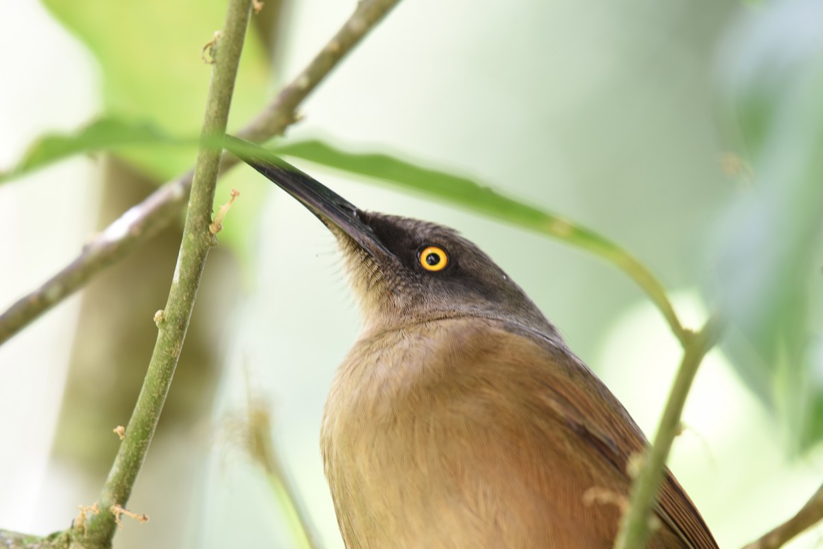 Brown Trembler - Hannes Leonard