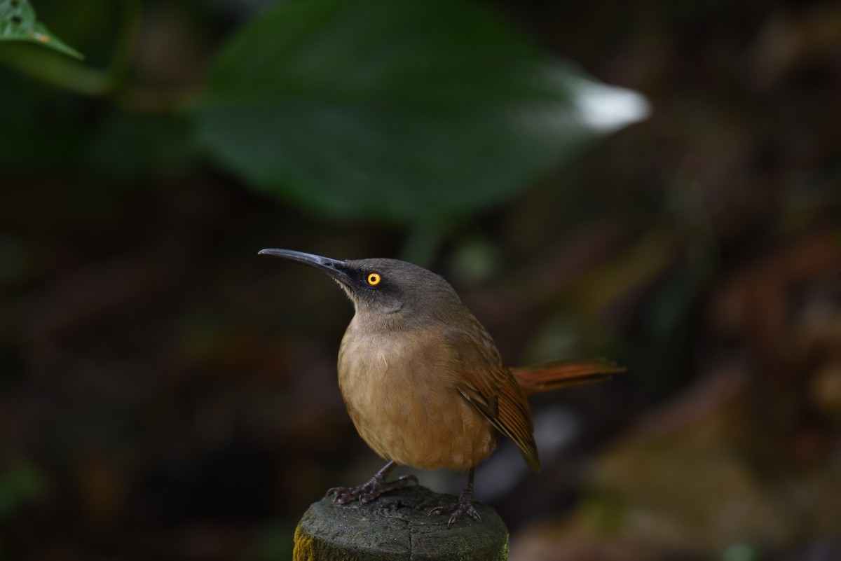 Brown Trembler - Hannes Leonard