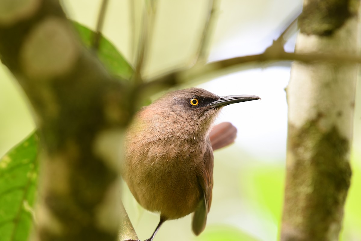 Brown Trembler - Hannes Leonard