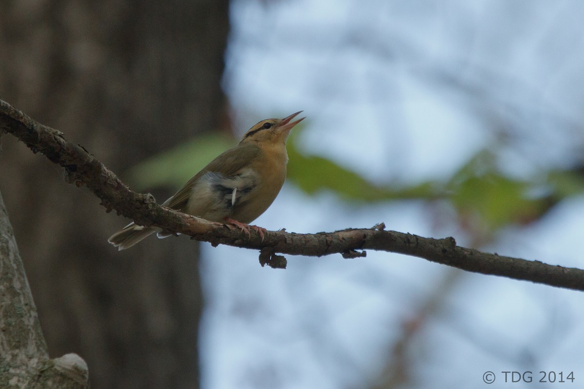 Paruline vermivore - ML129139951