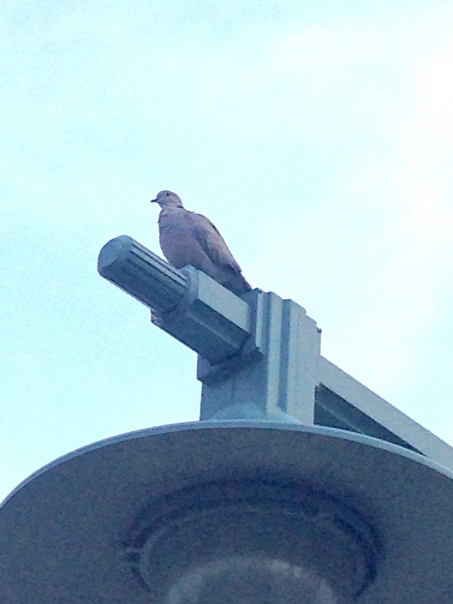 Eurasian Collared-Dove - ML129140201