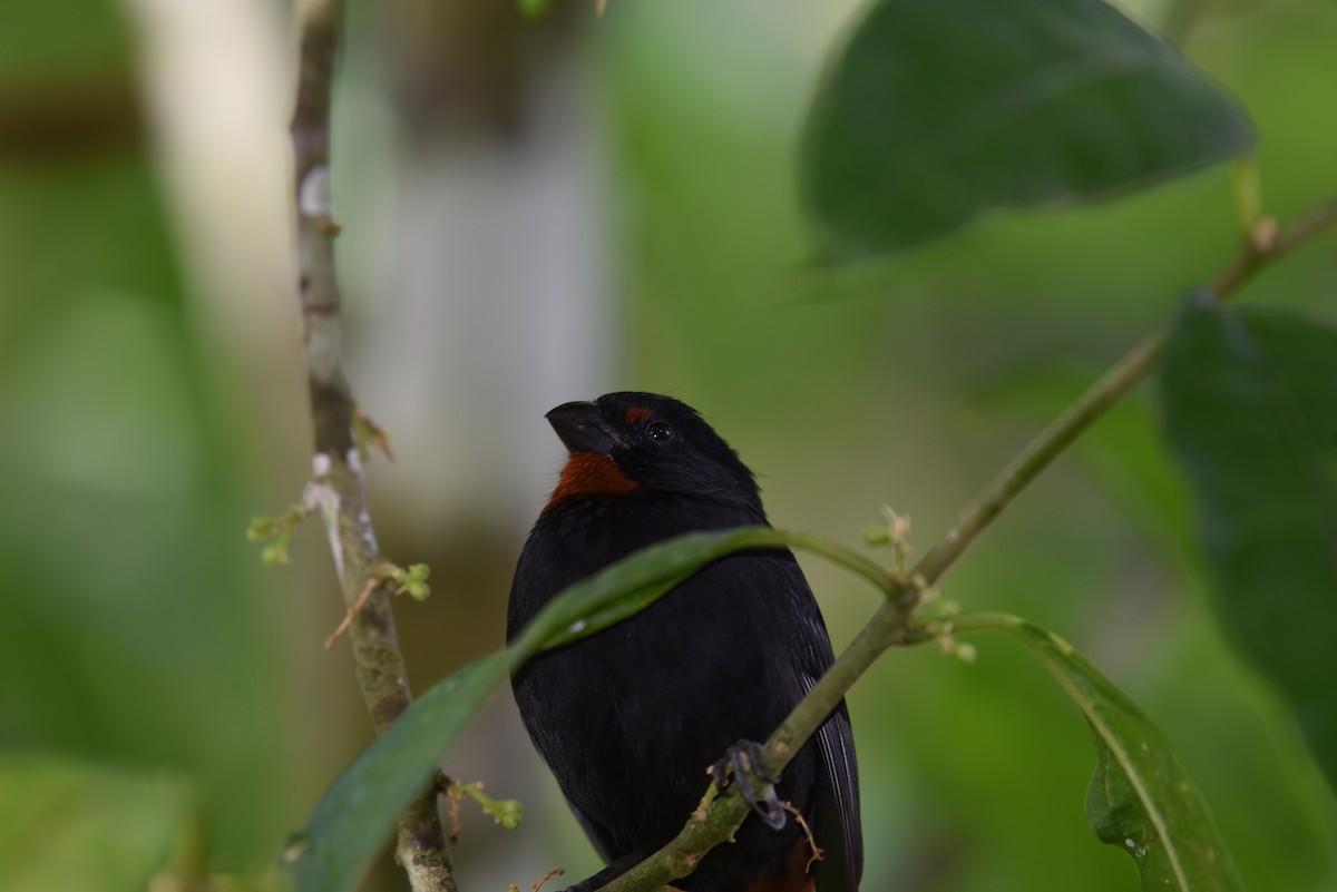 Lesser Antillean Bullfinch - ML129140421