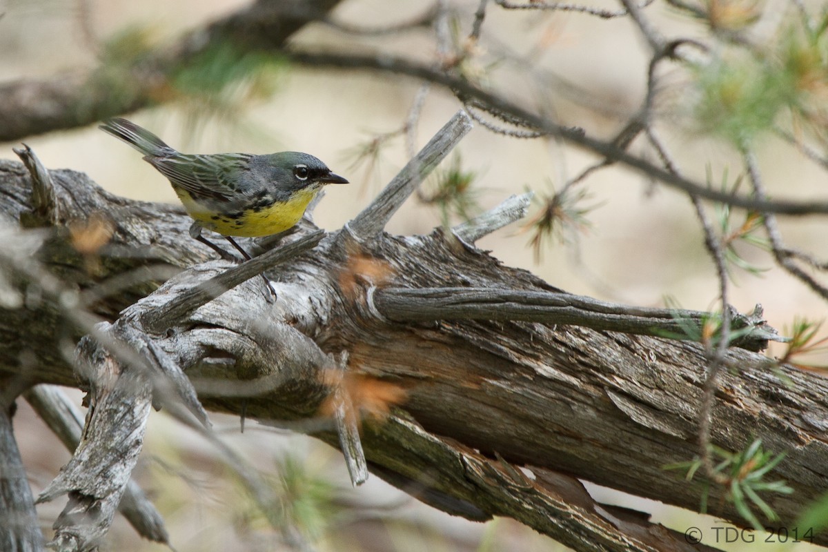 Kirtland's Warbler - ML129140621