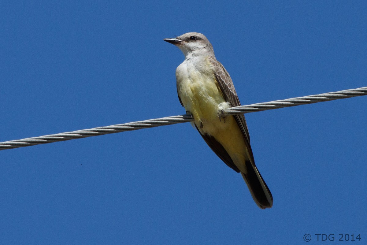 Western Kingbird - Thomas Gass