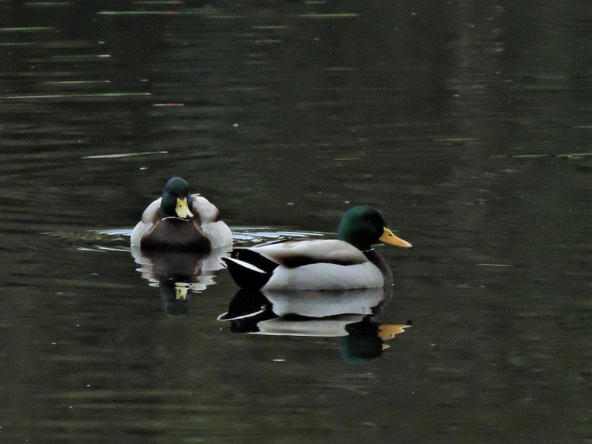 Mallard - ML129141401