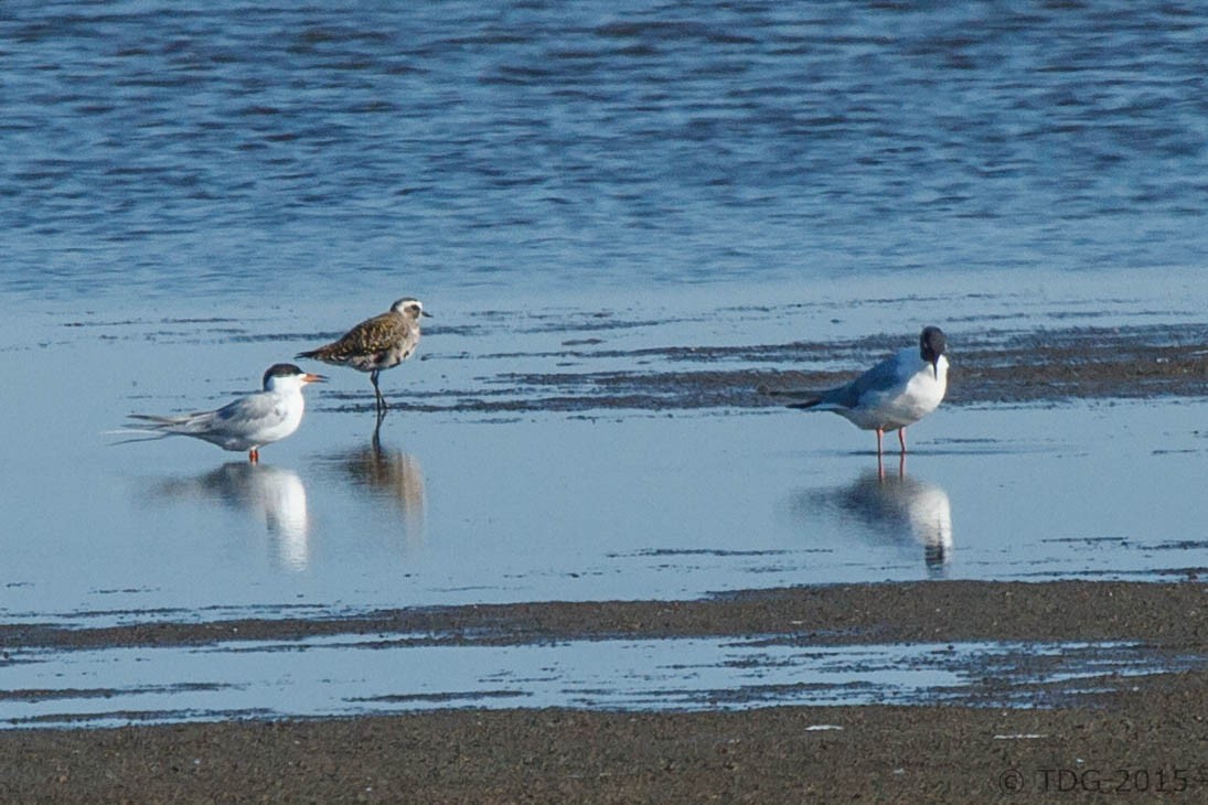 American Golden-Plover - ML129142871