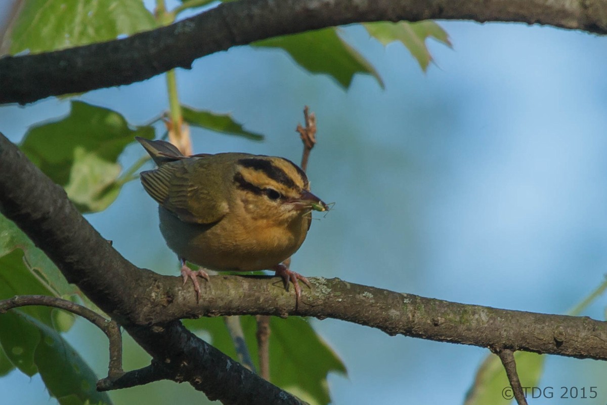 Paruline vermivore - ML129143401