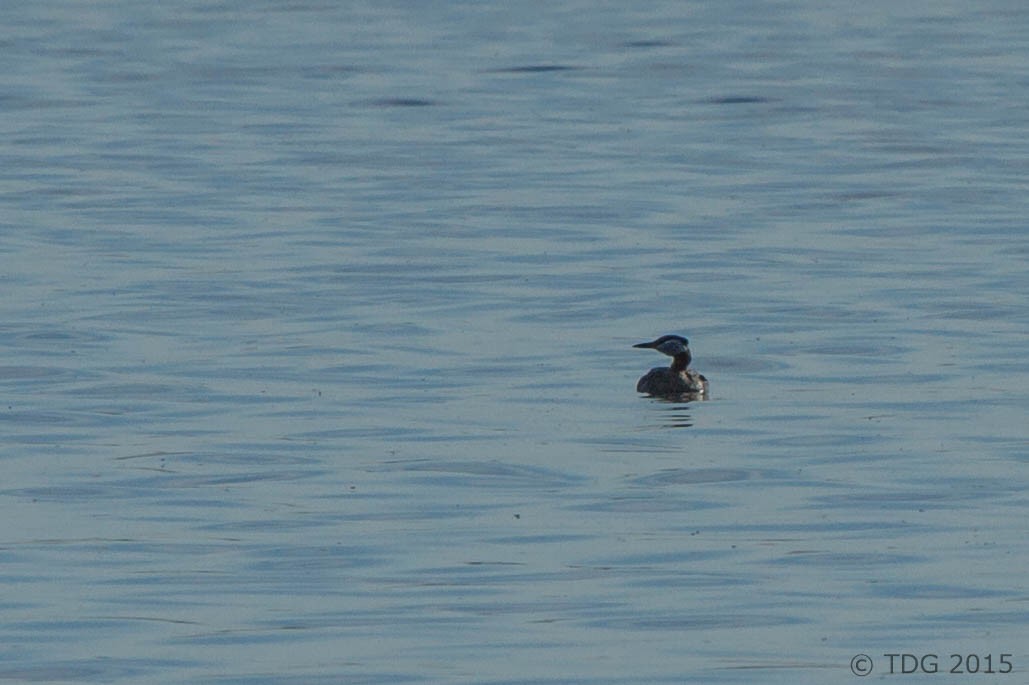 Red-necked Grebe - ML129143771