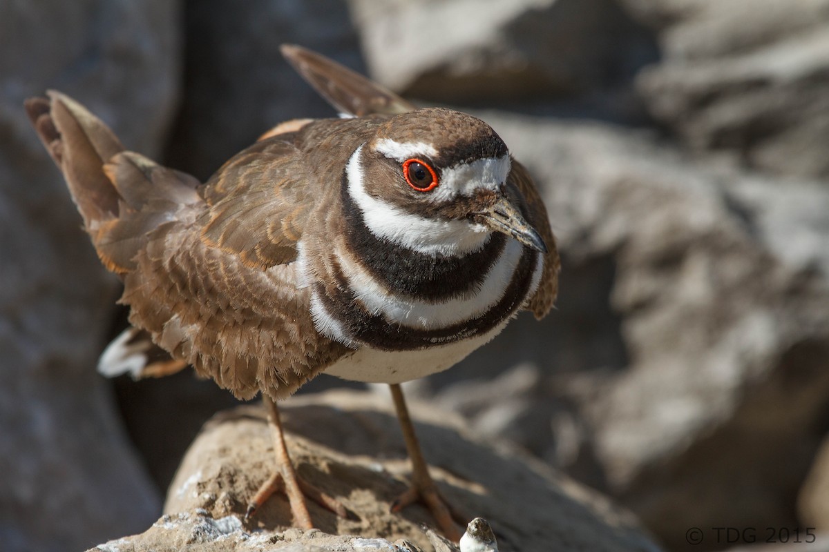 Killdeer - Thomas Gass