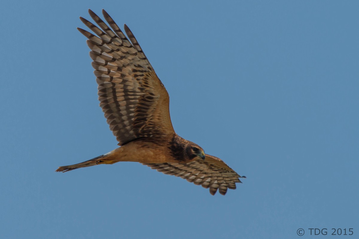 Northern Harrier - ML129143971