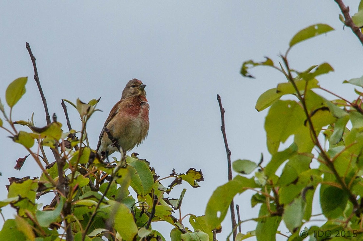 Eurasian Linnet - Thomas Gass