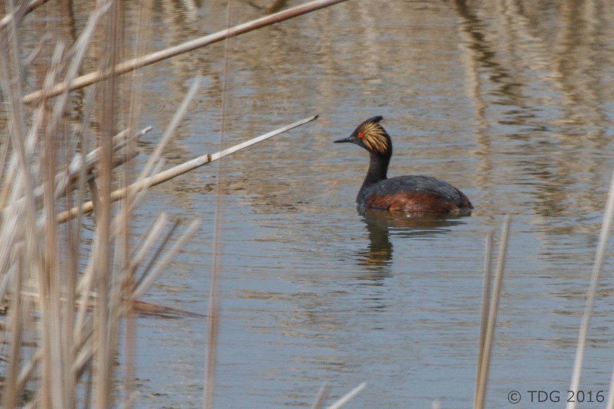 Eared Grebe - ML129145241