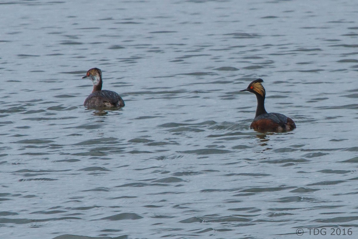 Eared Grebe - ML129145251