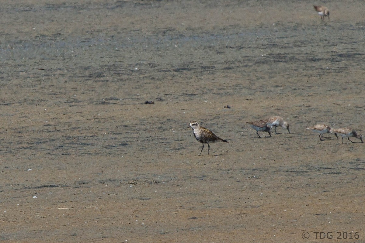 American Golden-Plover - ML129145351