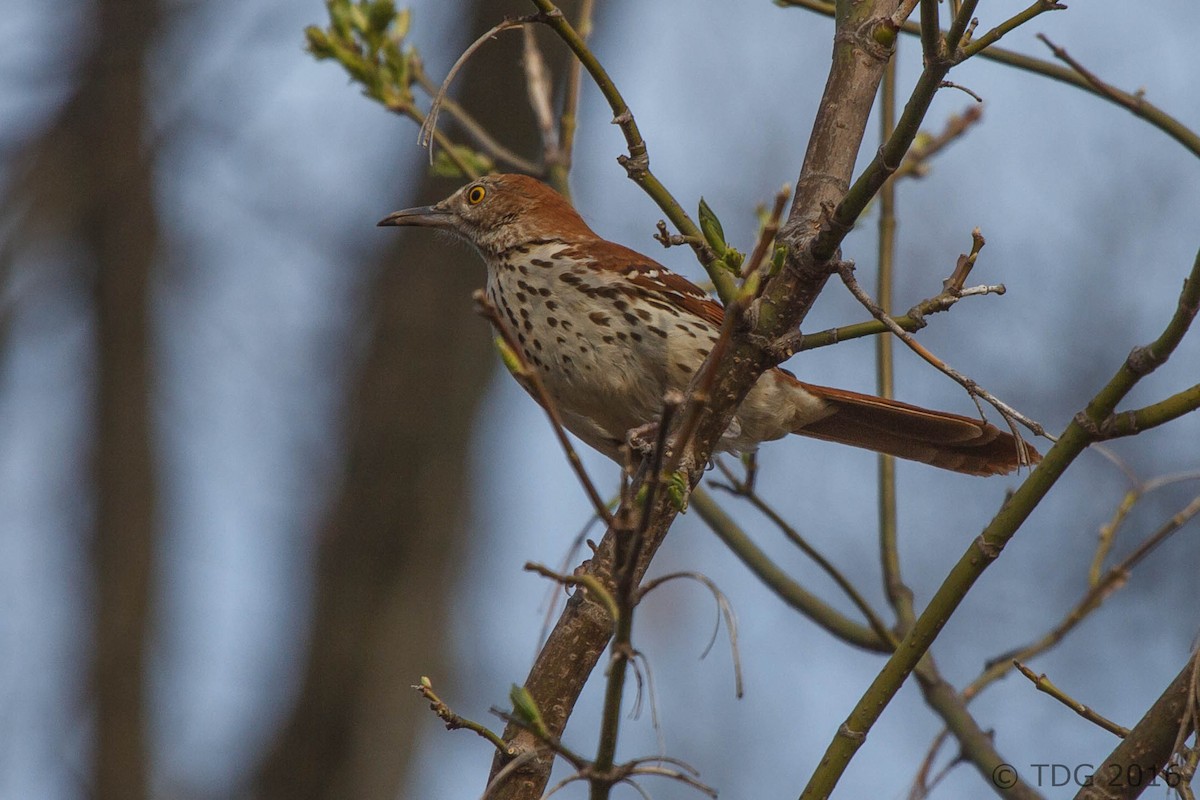 Brown Thrasher - ML129145561