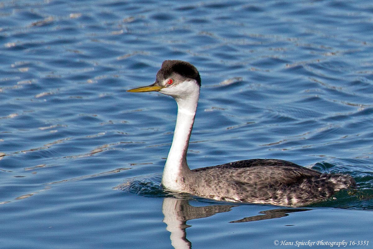 Western Grebe - ML129147031