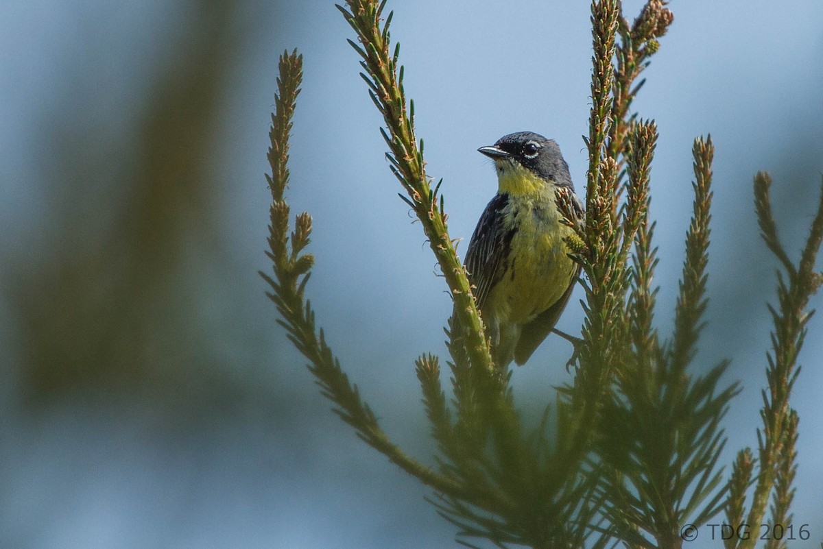 Kirtland's Warbler - ML129147181