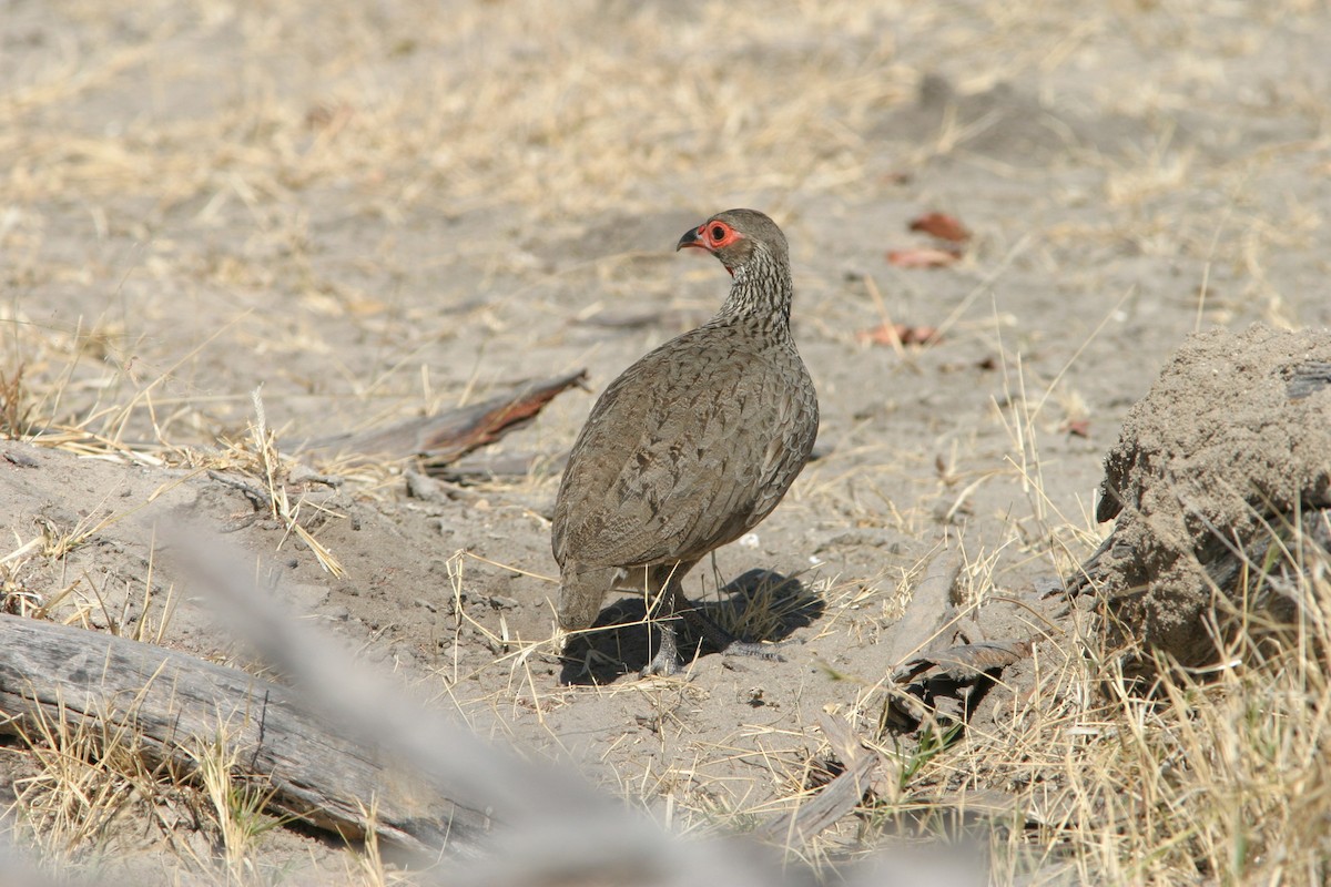 Swainson's Spurfowl - ML129149261