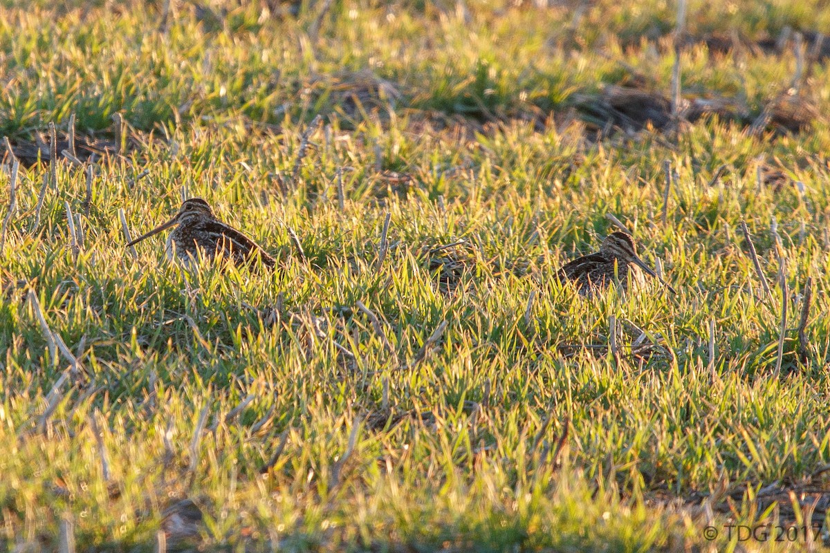 Wilson's Snipe - ML129149331