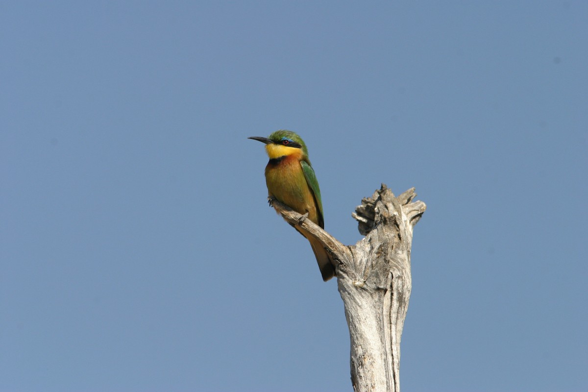 Little Bee-eater - ML129149651