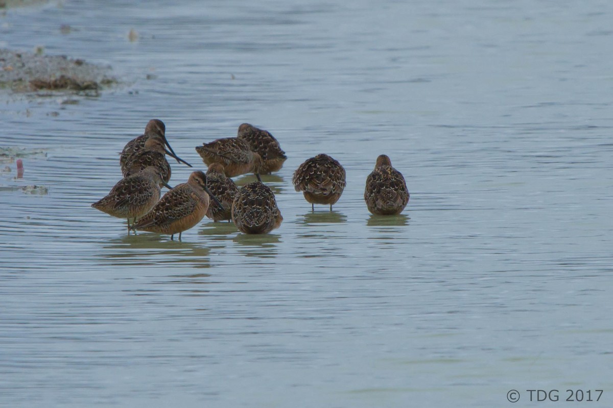 Long-billed Dowitcher - ML129150241