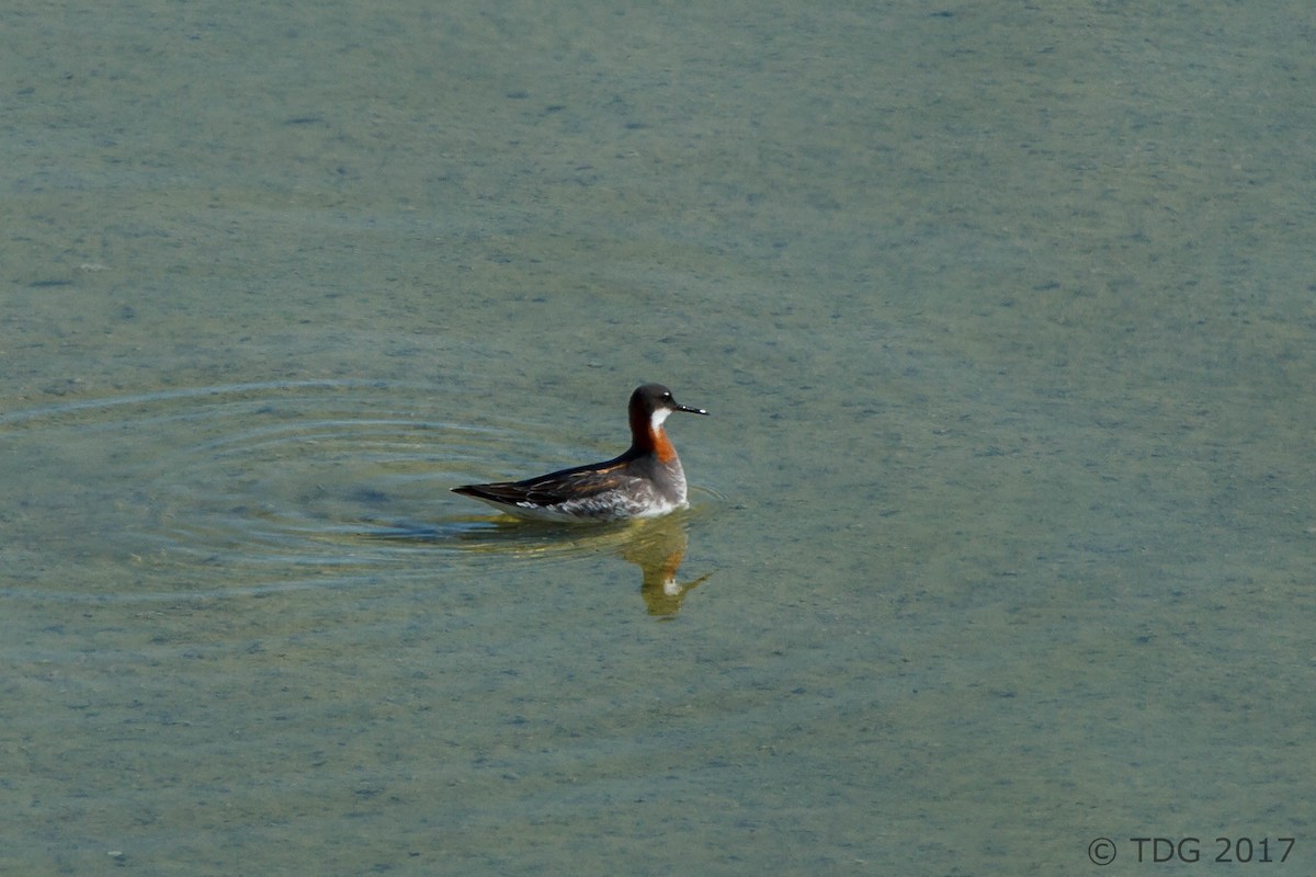 Red-necked Phalarope - Thomas Gass