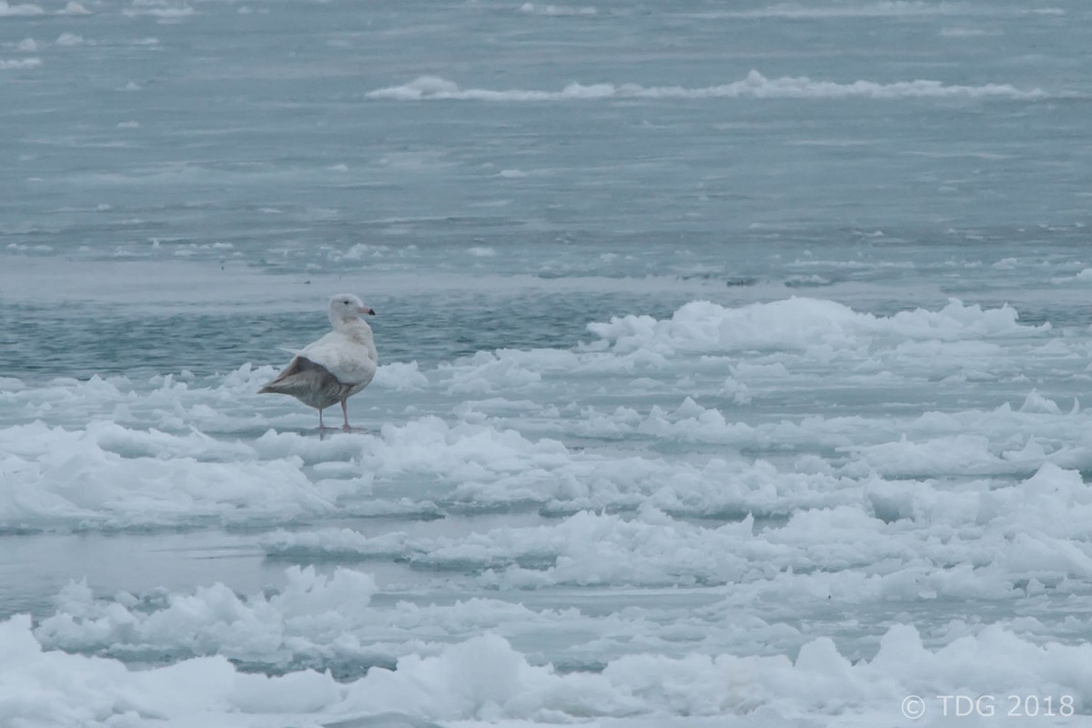 Glaucous Gull - ML129152211