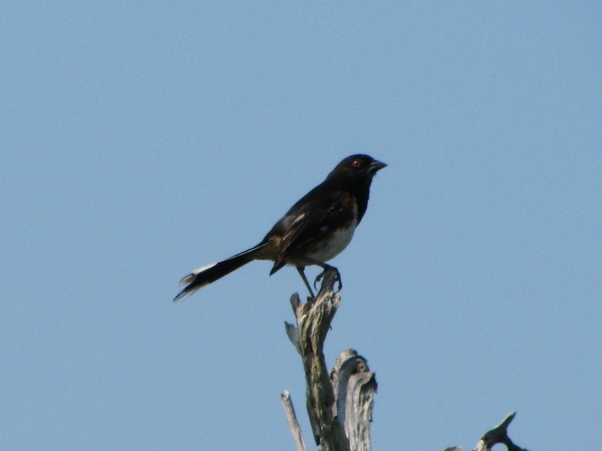 Eastern Towhee - ML129152381