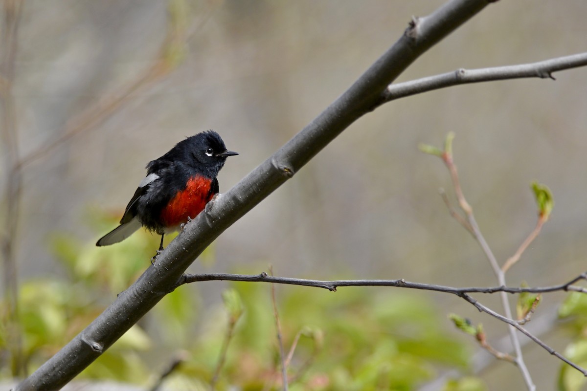 Painted Redstart - ML129152541