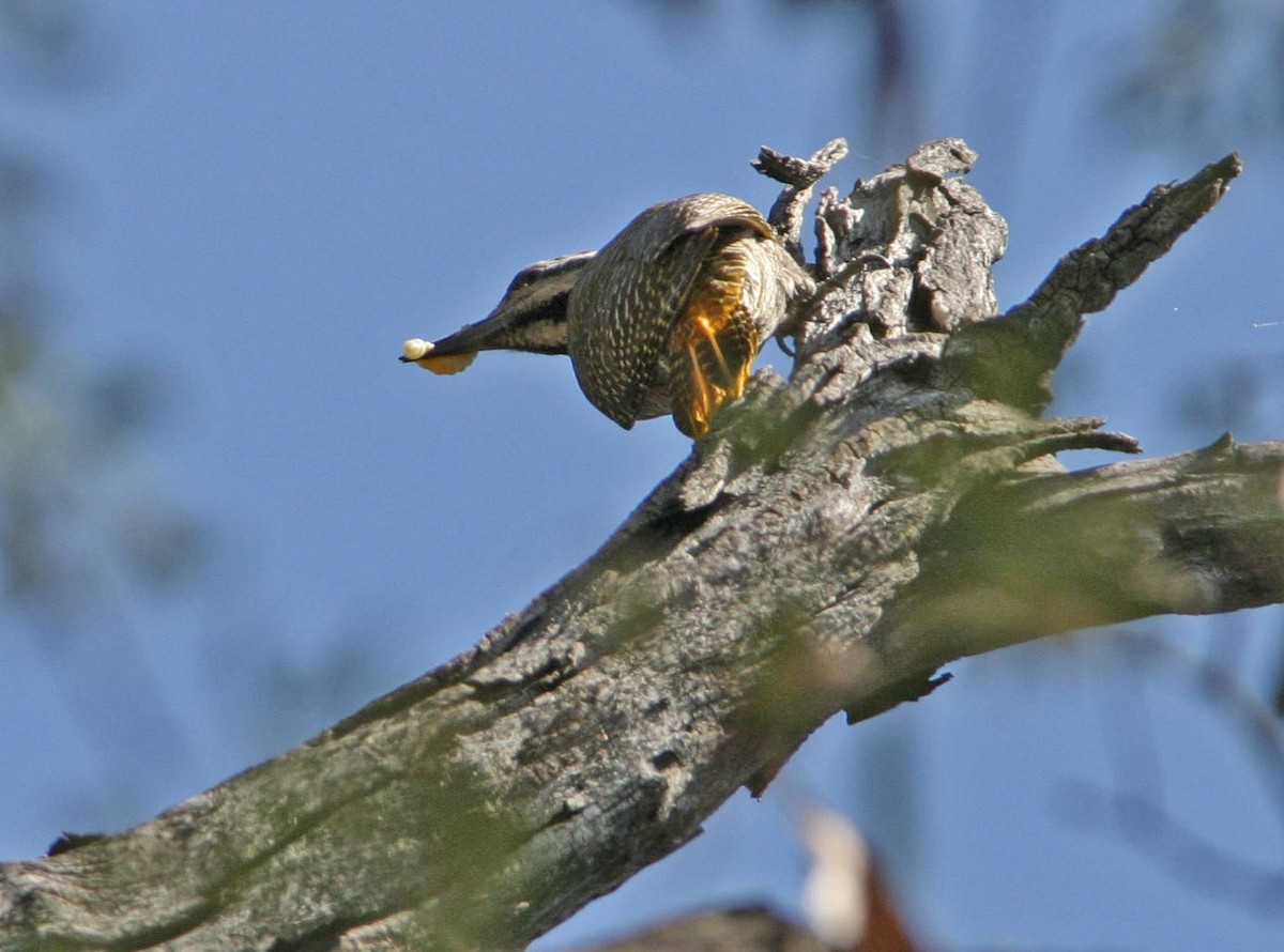 Bearded Woodpecker - ML129152661