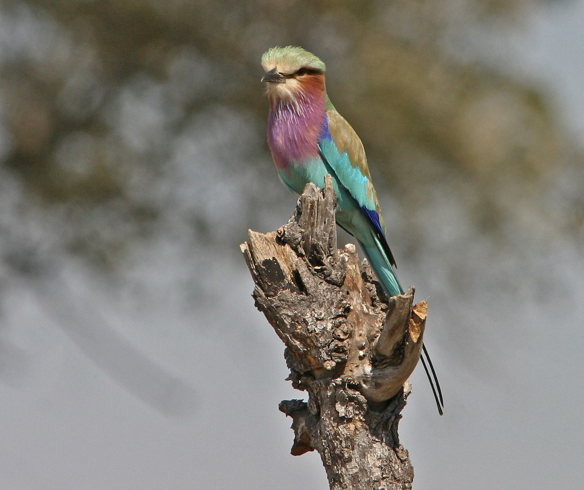 mandelík fialovoprsý (ssp. caudatus) - ML129156881