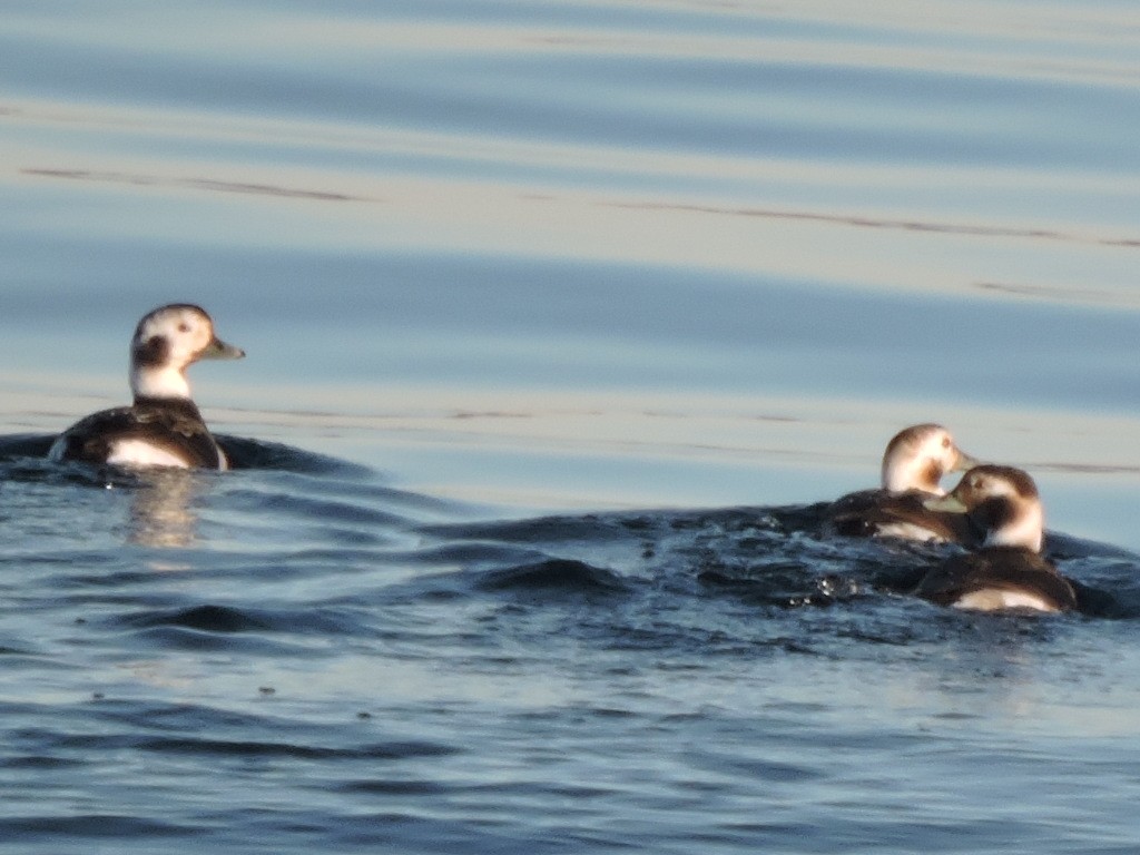 Long-tailed Duck - ML129158211