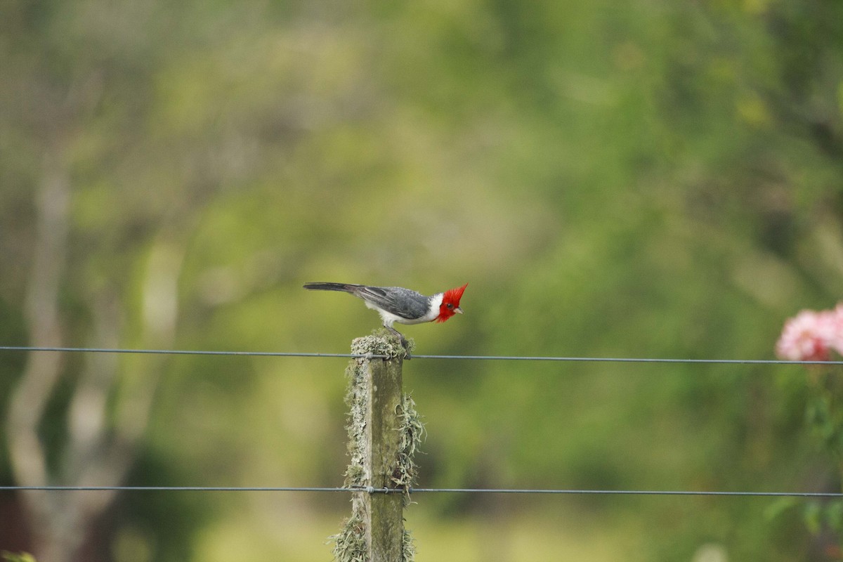 Red-crested Cardinal - Maria Florencia Padrón