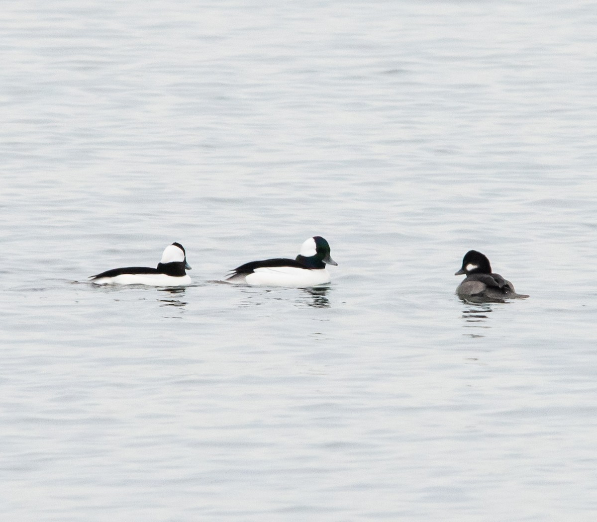 Bufflehead - Trevor Ambrico