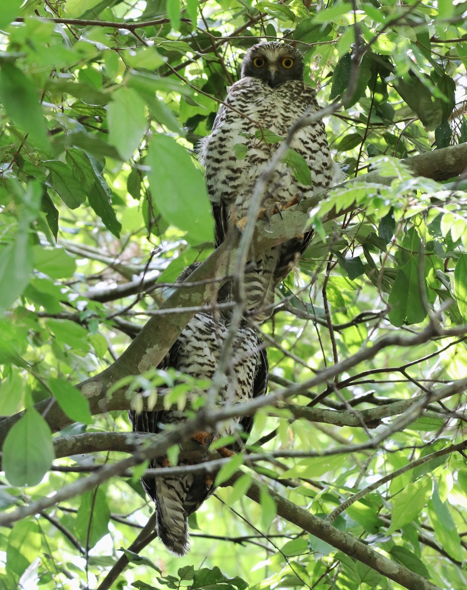 Powerful Owl - Sylvia Alexander