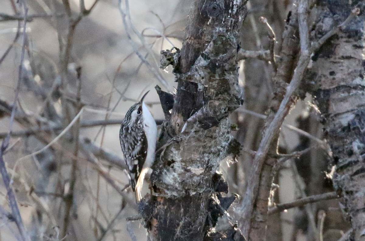 Brown Creeper - ML129161821