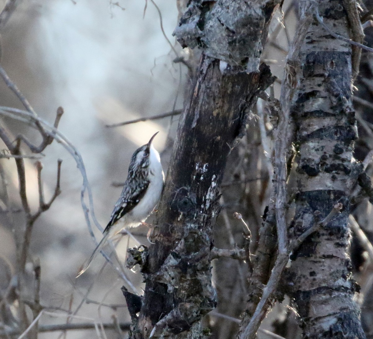 Brown Creeper - ML129161831