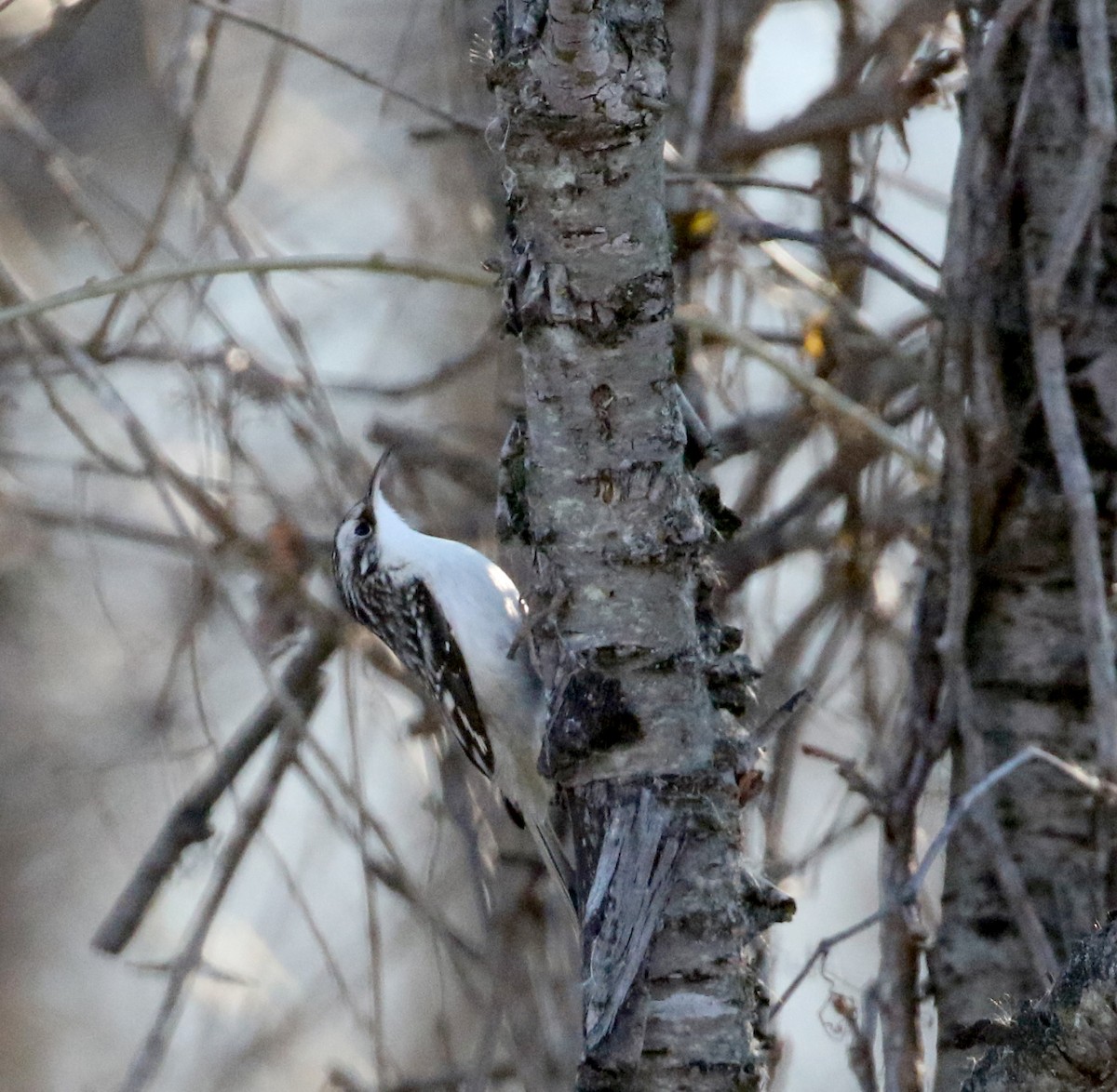 Brown Creeper - ML129161861