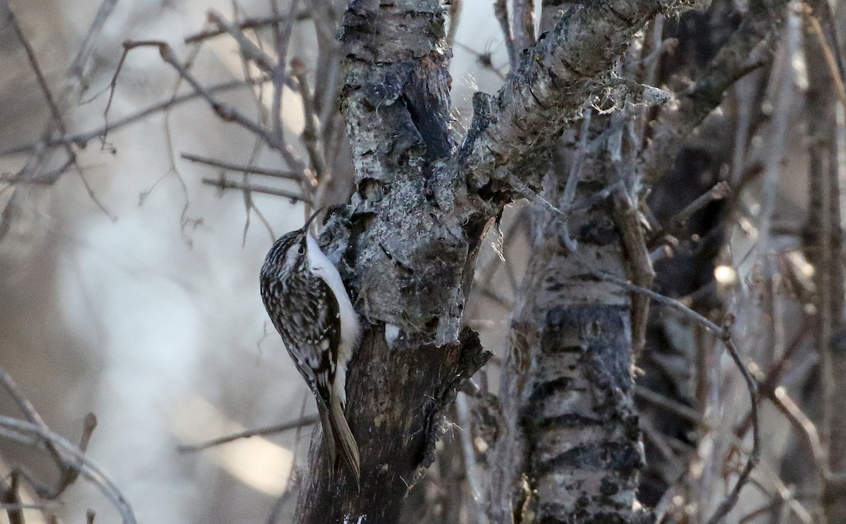 Brown Creeper - ML129161931