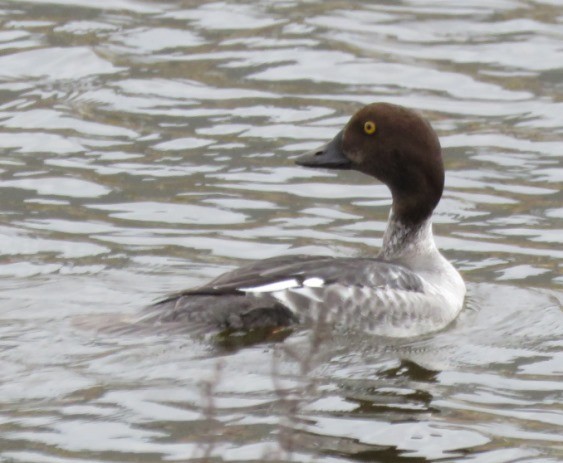 Common Goldeneye - ML129163801