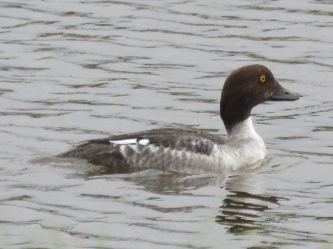 Common Goldeneye - ML129163821