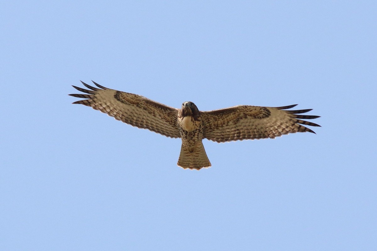 Red-tailed Hawk - ML129165491
